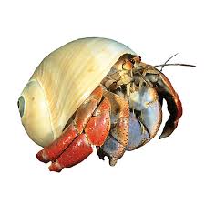 Hermit crab